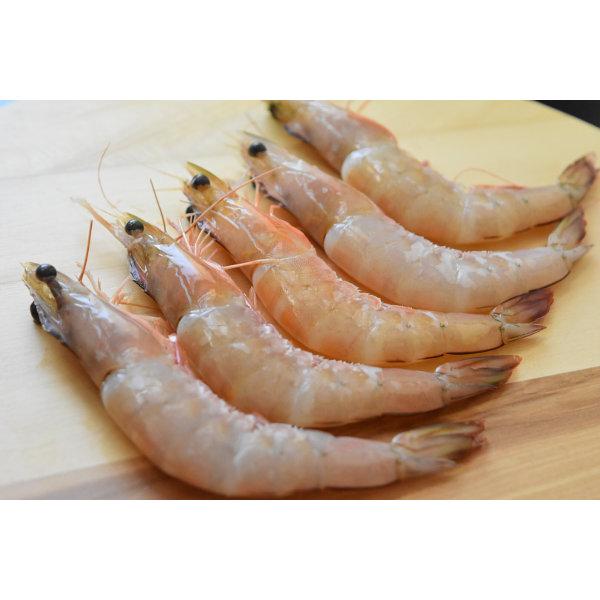 Fresh Frozen Ang Kar Sea Prawn Hoso(13/15) (500G) 鲜冻红脚海虾 (13/15) (500克)