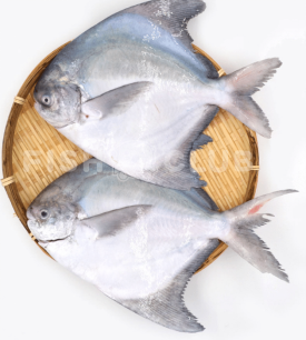 Fresh Frozen Chinese Pomfret (400-500G)(1PCS) 冰鲜斗鲳鱼 (400-500克)(1条)