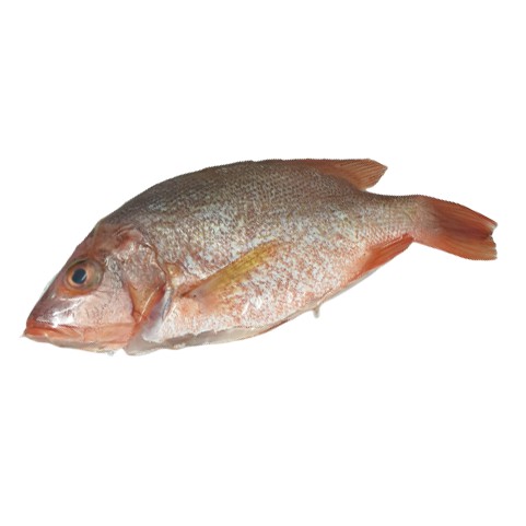 Fresh Frozen Golden Snapper (600-700G) (GUTTED) 冰鲜速冻红皂鱼 (600-700克) (内脏清理,去鱼鳞）1PC