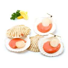 CB 7-8CM Half Shell Scallop (1KG) CB 7-8厘米 半壳虾夷贝 (1公斤)