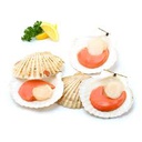 CB 7-8CM Half Shell Scallop (1KG) CB 7-8厘米 半壳虾夷贝 (1公斤)