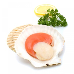 [SF-CBS0504] CB Jumbo Half Shell Scallop 9/10 CM (1KG) CB 特大半壳虾夷贝 9/10 CM (1公斤)