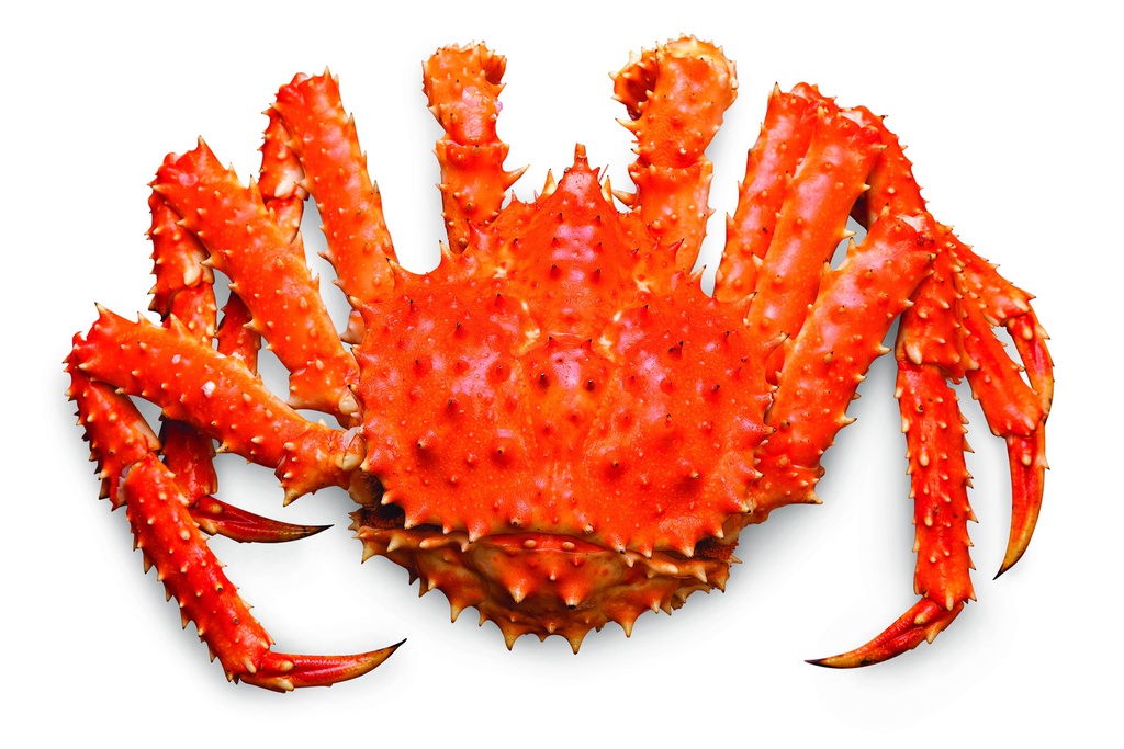 Frz Whole Chile King Crab (Long Spike) 冷凍智利帝王蟹 (长刺)